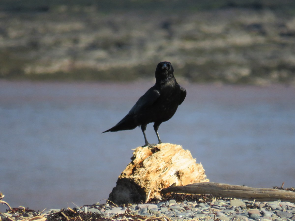 American Crow - ML618810208