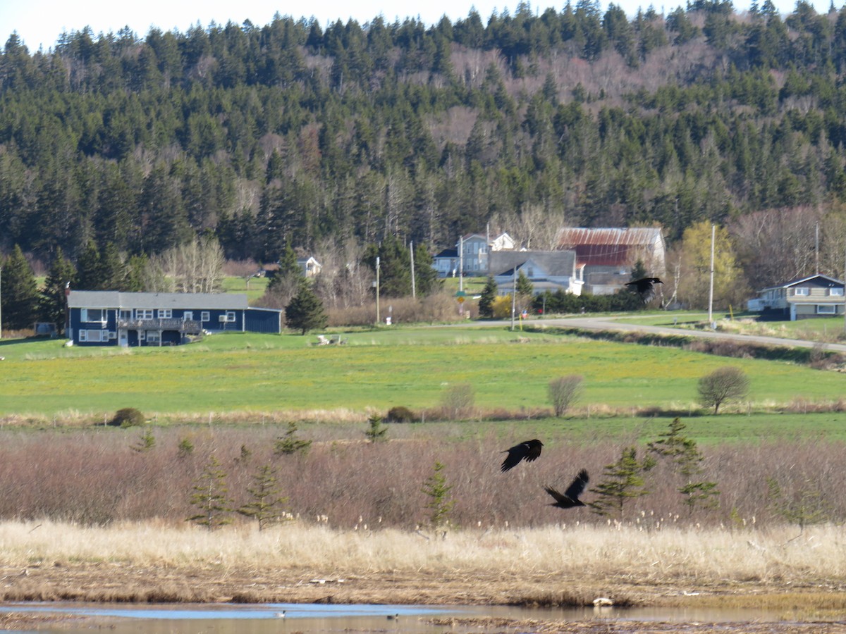 American Crow - ML618810209