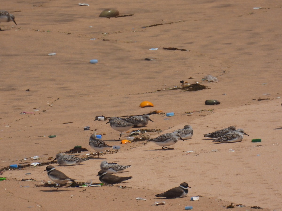 Sanderling - Jorge Ellis