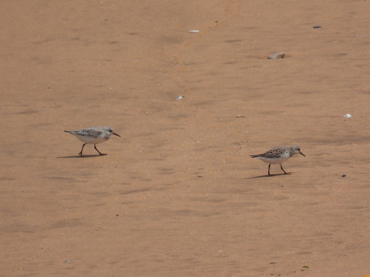 Common Ringed Plover - Jorge Ellis