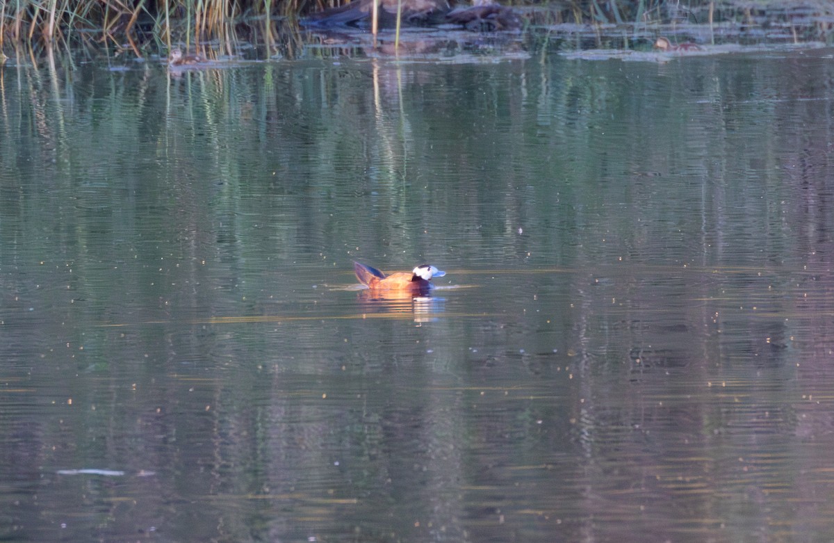 White-headed Duck - ML618810233