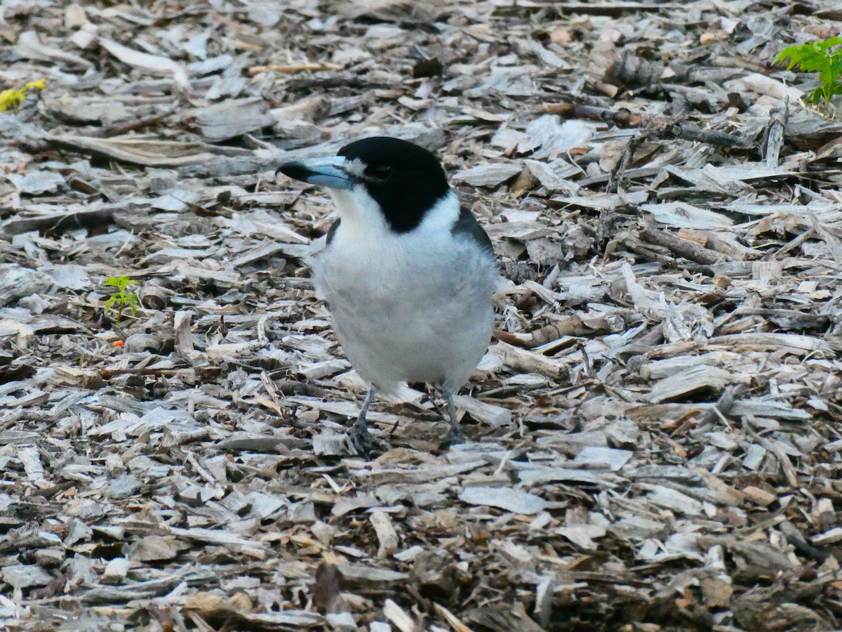 Gray Butcherbird - Lev Ramchen