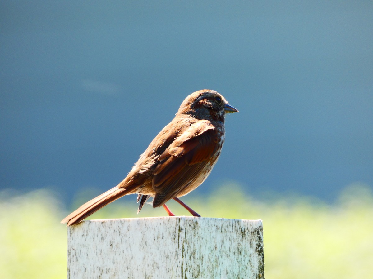 Song Sparrow - ML618810251