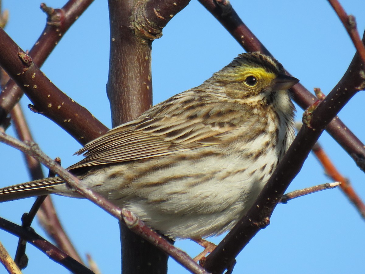 Savannah Sparrow - ML618810257