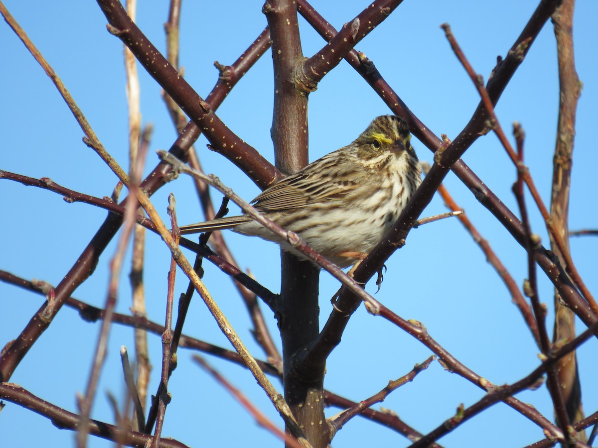 Savannah Sparrow - ML618810259