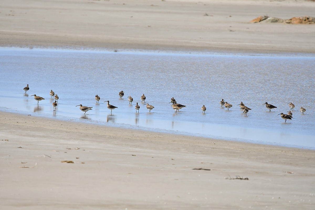 Eurasian Whimbrel - ML618810274