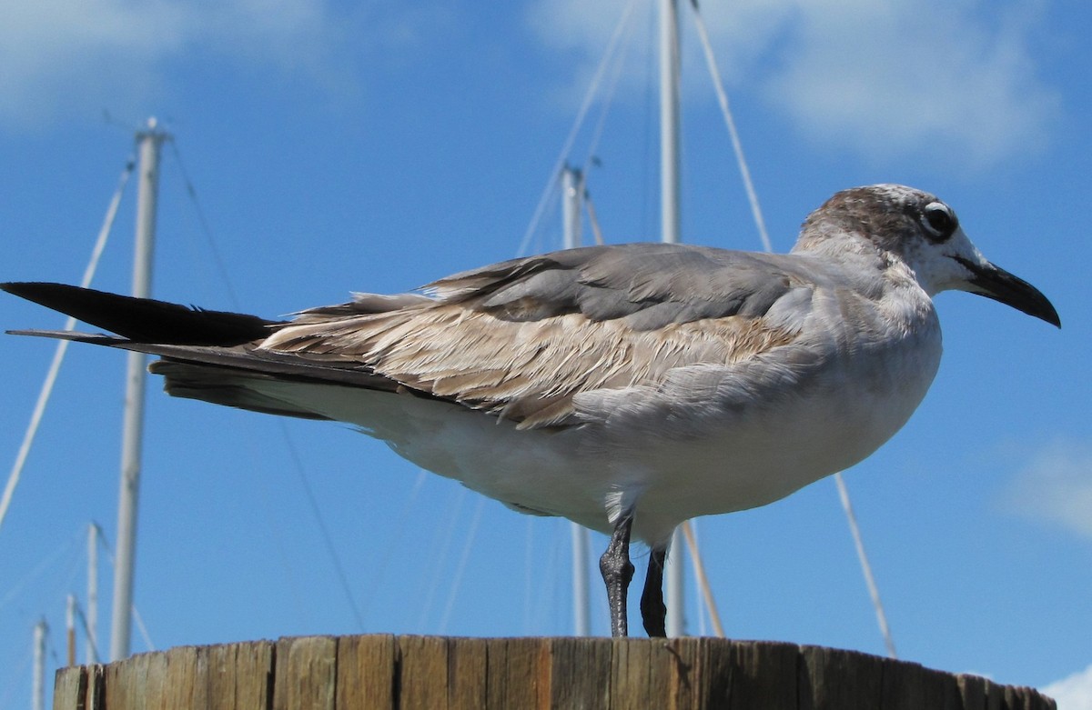 Laughing Gull - Jeffrey C and Teresa B Freedman