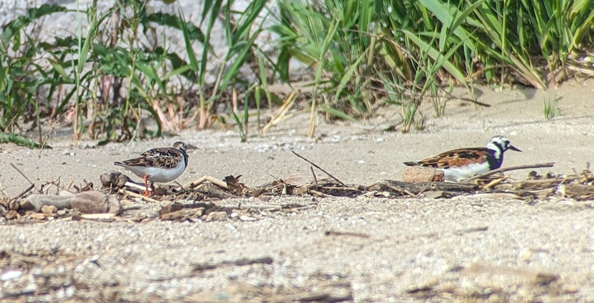 Ruddy Turnstone - Margaret Clukey