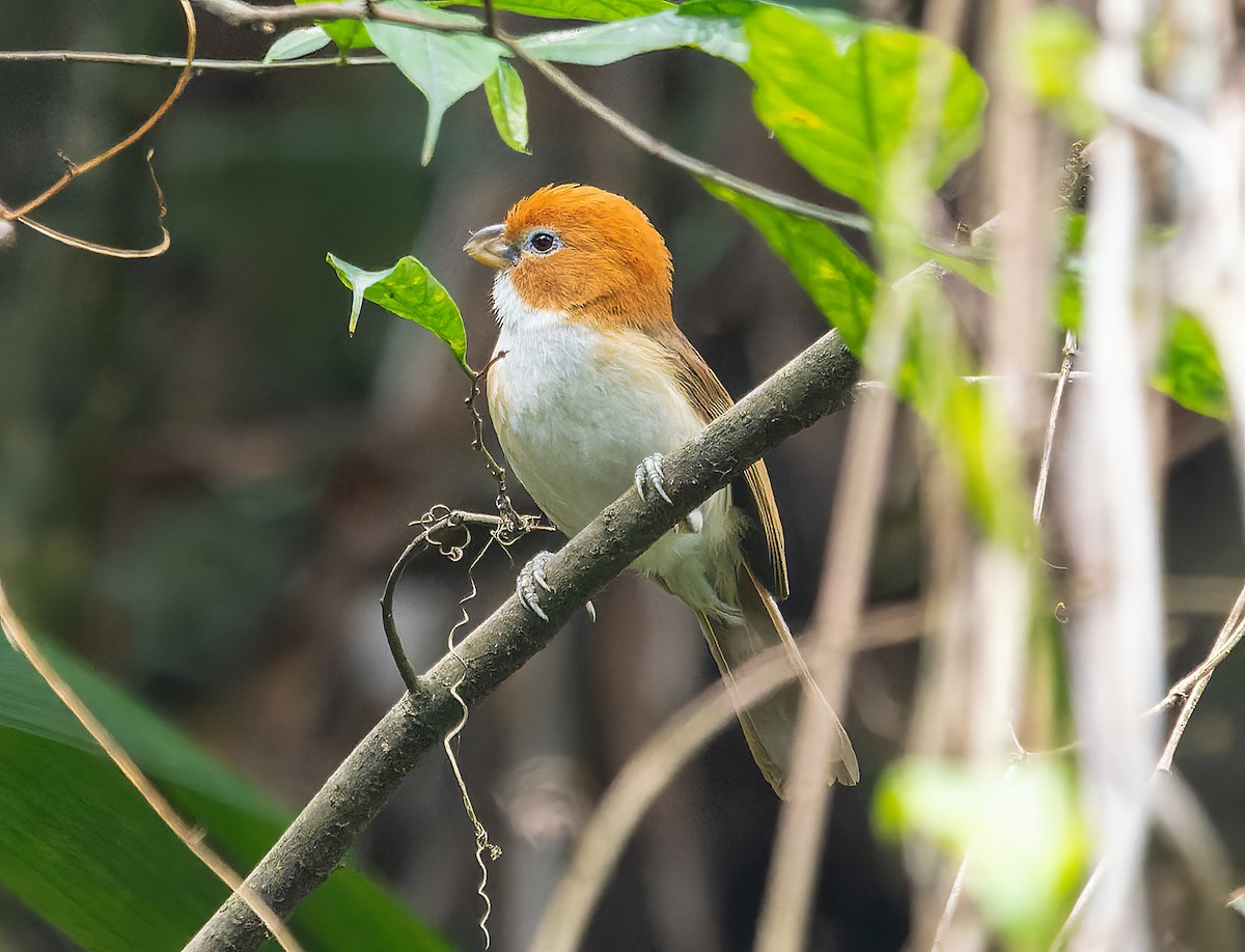 White-breasted Parrotbill - James Moore (Maryland)