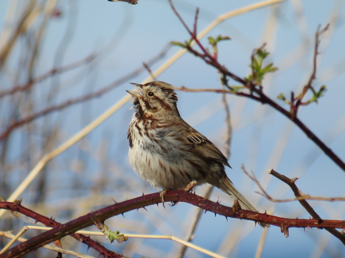 Song Sparrow - Jeff Carter