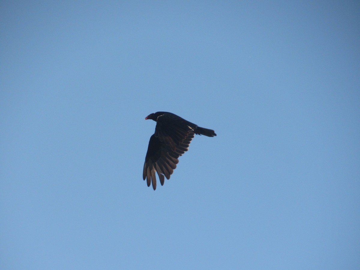 Turkey Vulture - Caleb Bronsink