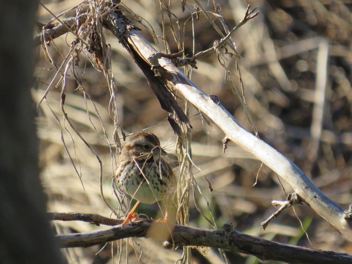 Song Sparrow - ML618810308