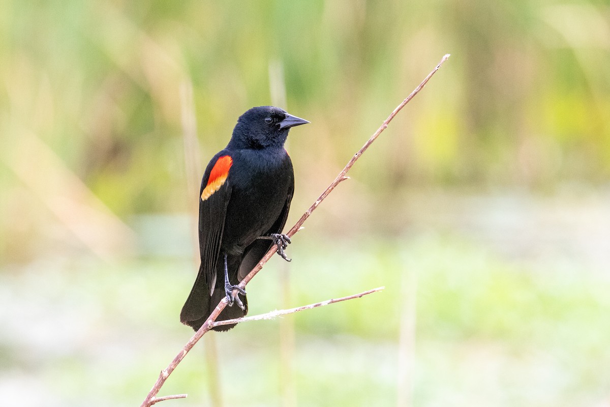 Red-winged Blackbird - Mark Wilson