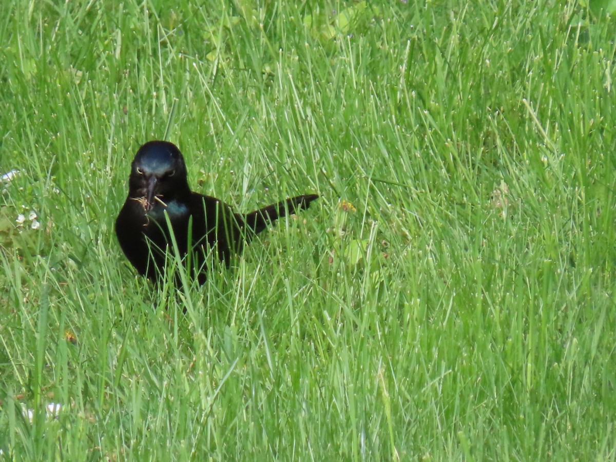 Common Grackle - Ericka Albright