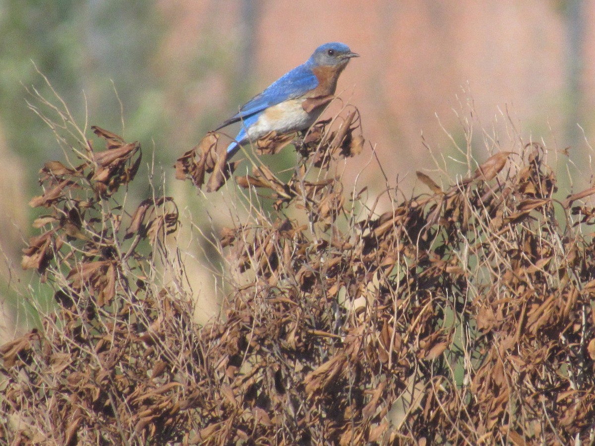 Eastern Bluebird - Caleb Bronsink