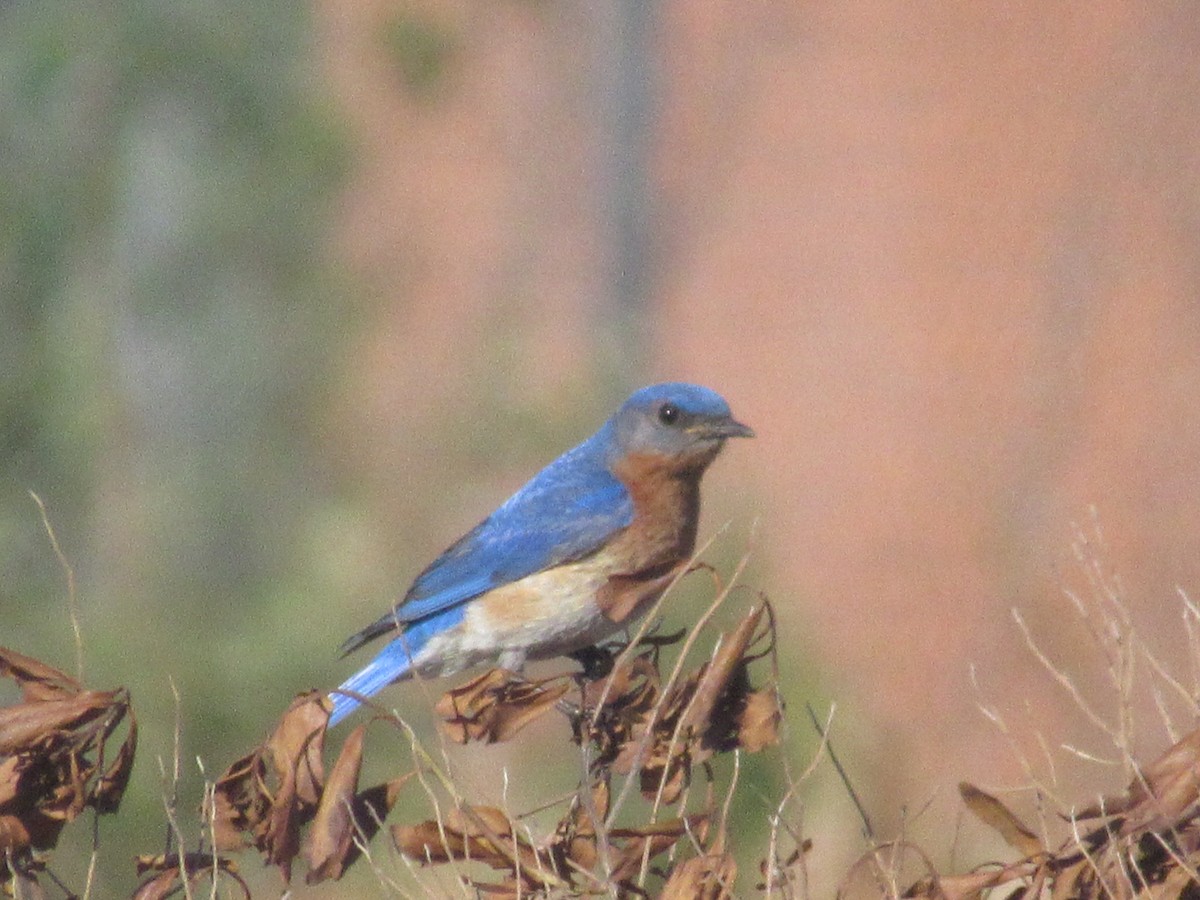 Eastern Bluebird - Caleb Bronsink