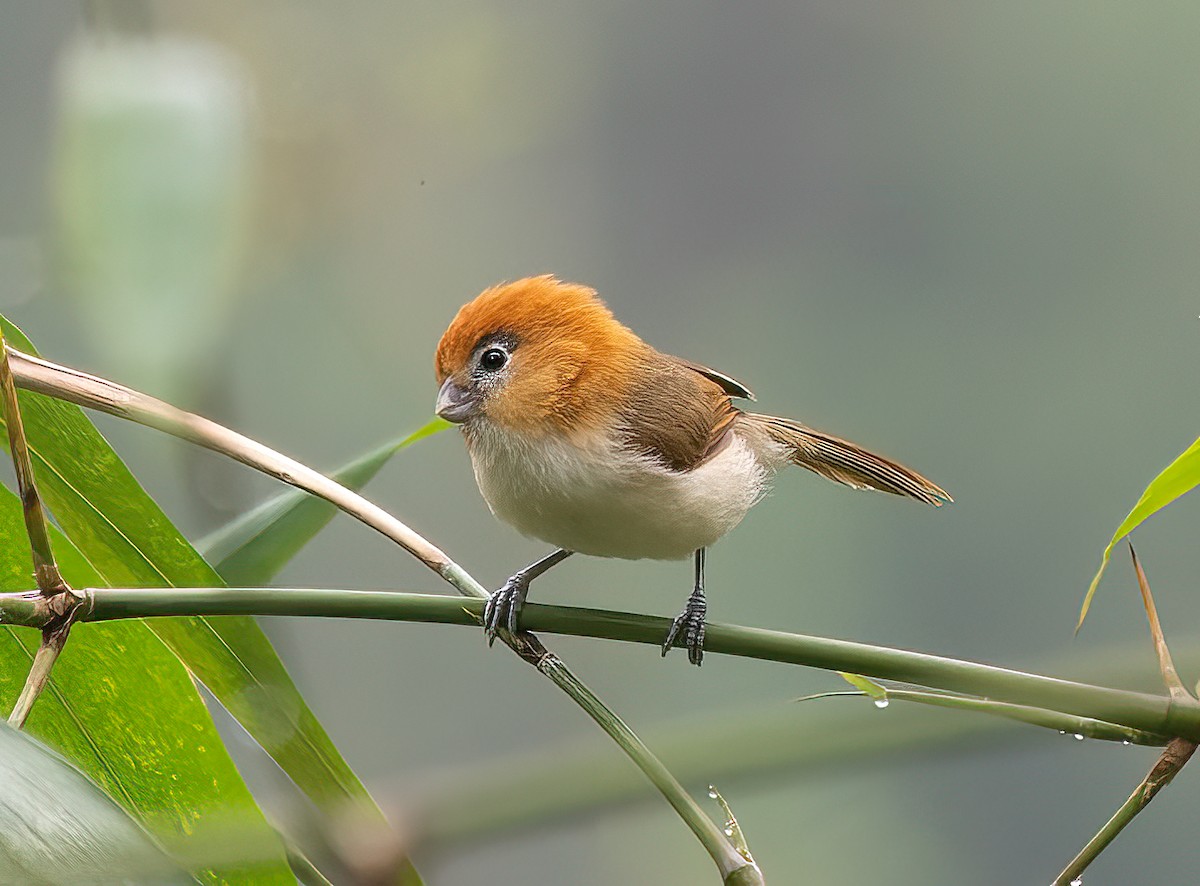 Pale-billed Parrotbill - James Moore (Maryland)