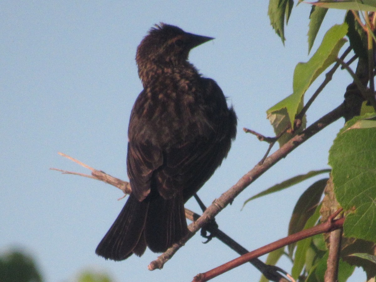 Red-winged Blackbird - Caleb Bronsink