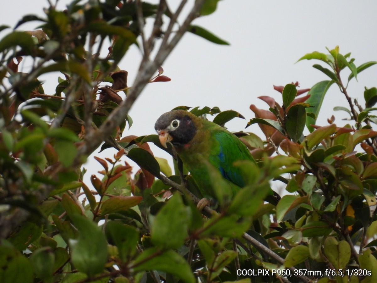 Brown-hooded Parrot - Nelva de Daly