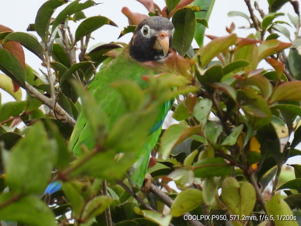 Brown-hooded Parrot - Nelva de Daly