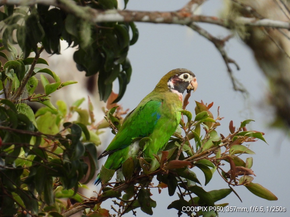 Brown-hooded Parrot - Nelva de Daly