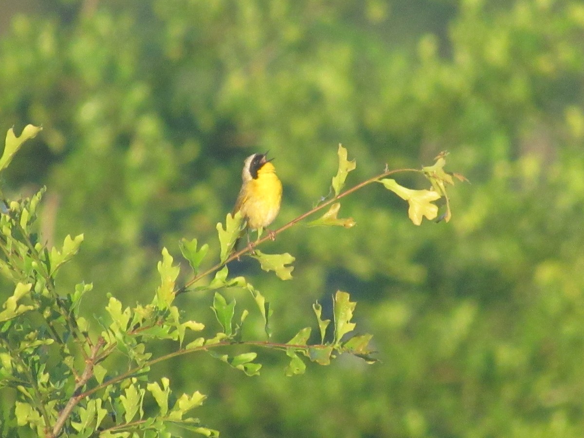 Common Yellowthroat - Caleb Bronsink