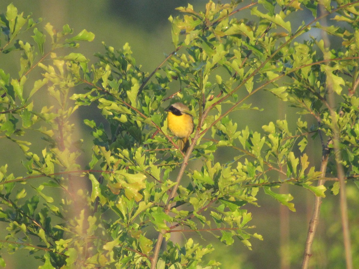 Common Yellowthroat - Caleb Bronsink