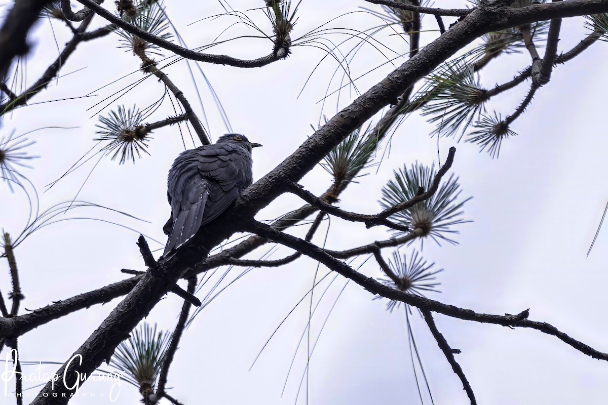 Common Cuckoo - Pratap Gurung