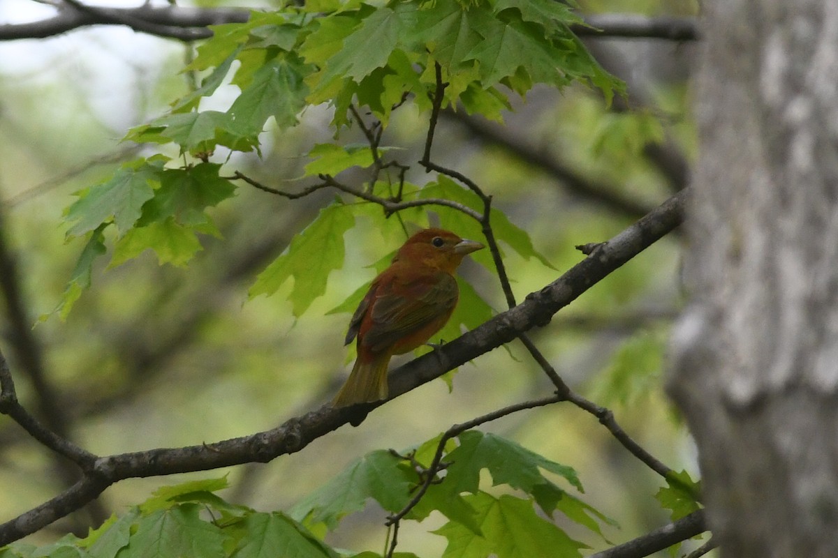 Summer Tanager - Sarah Lamond