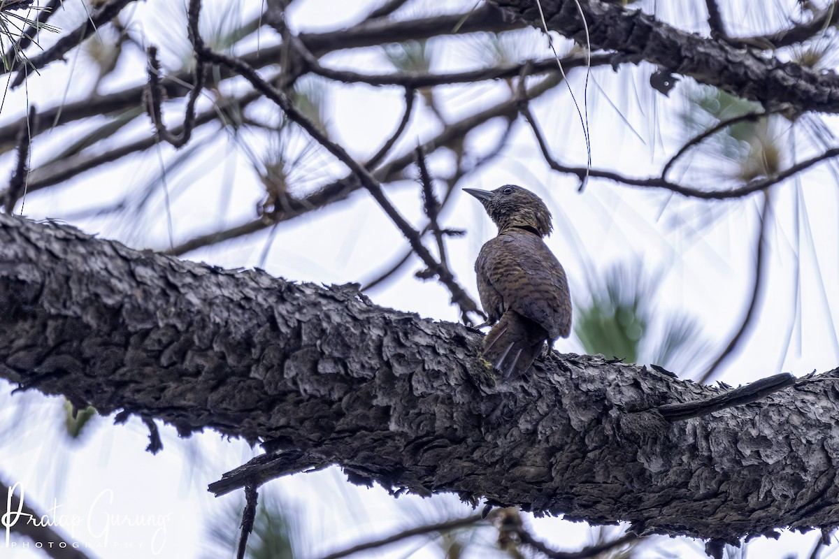 Rufous Woodpecker - Pratap Gurung