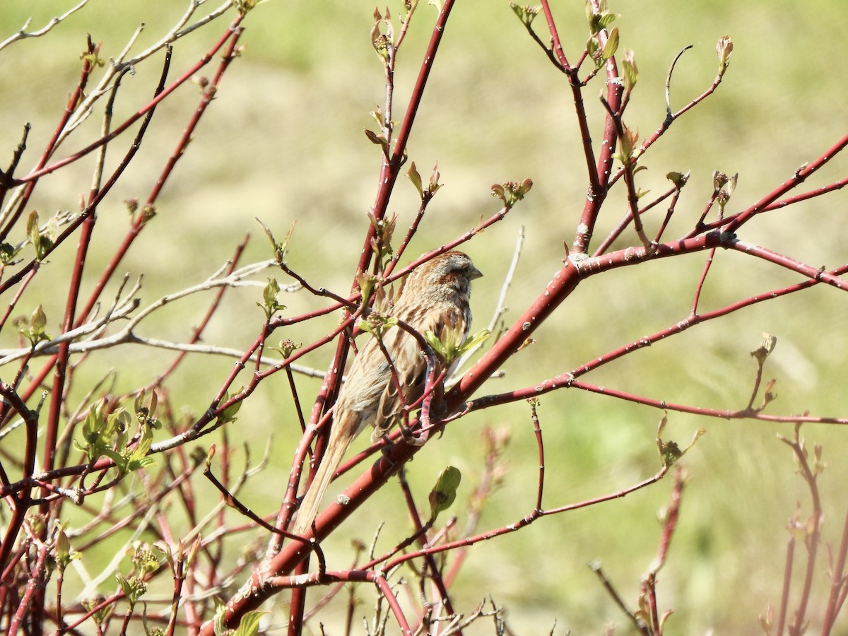 Song Sparrow - Rejean Brouillard