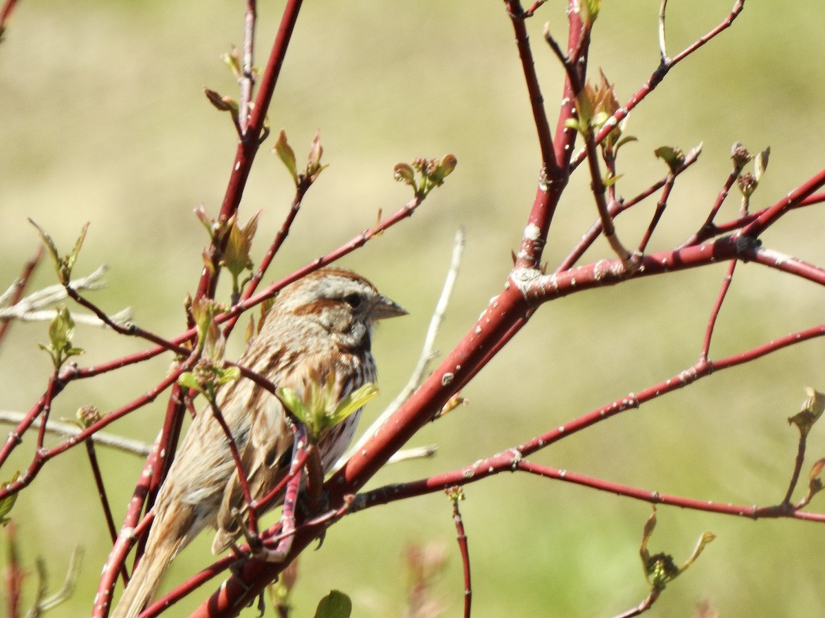 Song Sparrow - Rejean Brouillard