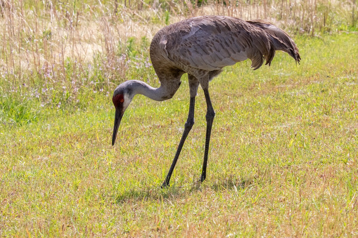 Sandhill Crane - Mark Wilson