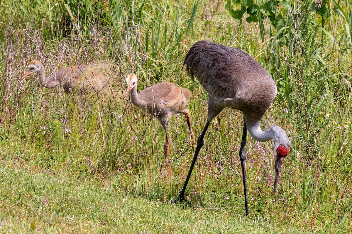 Sandhill Crane - Mark Wilson