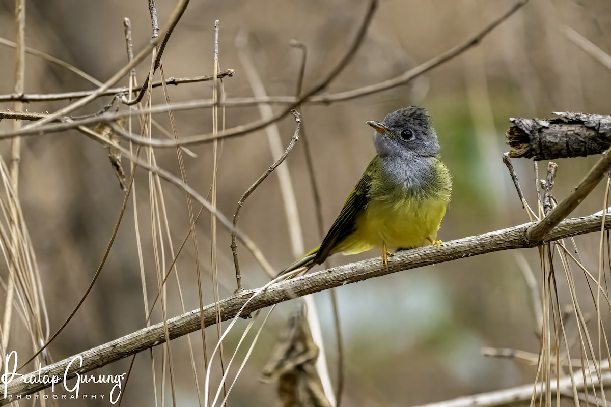 Gray-headed Canary-Flycatcher - Pratap Gurung