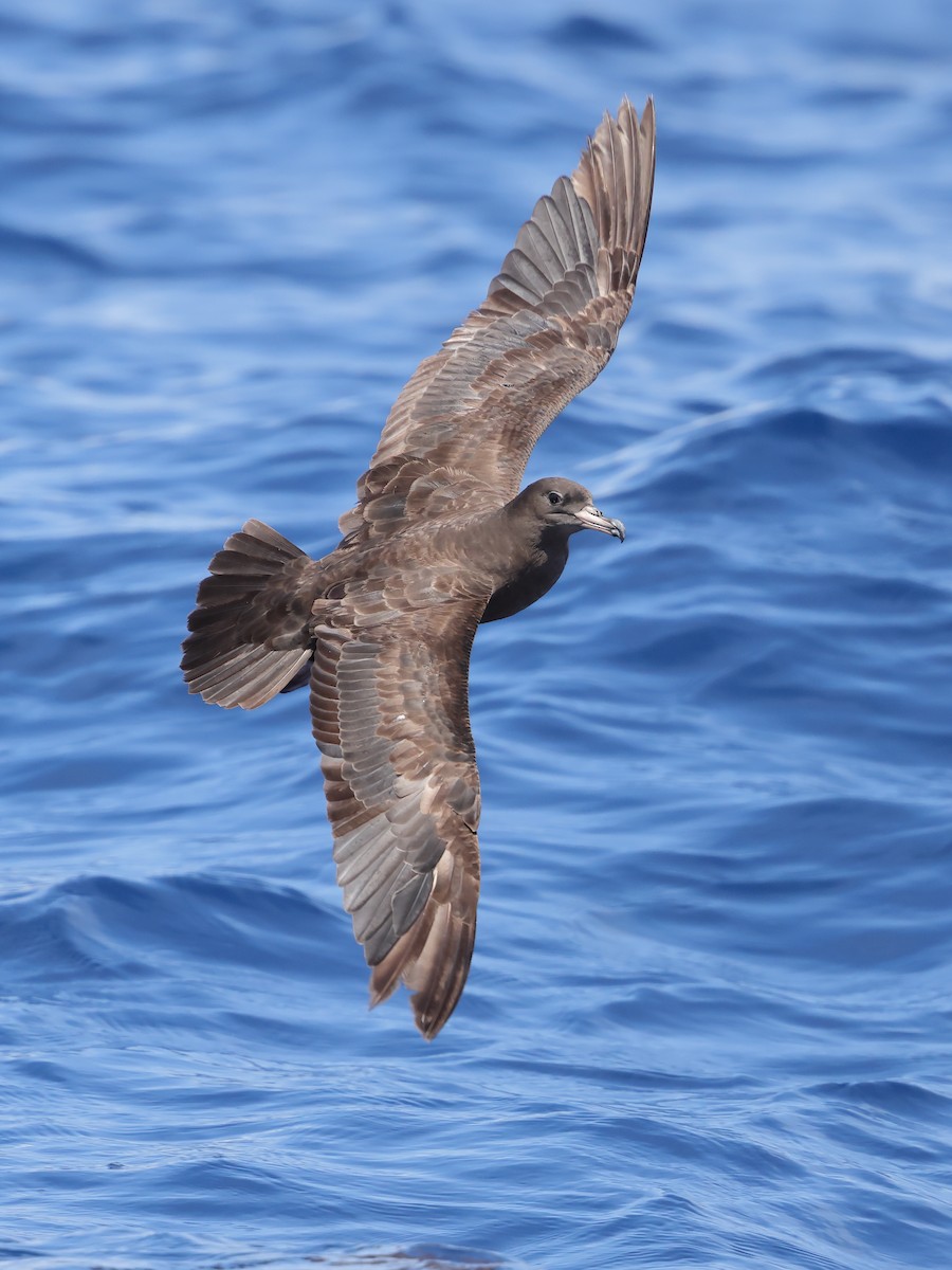 Flesh-footed Shearwater - Jeran Lin