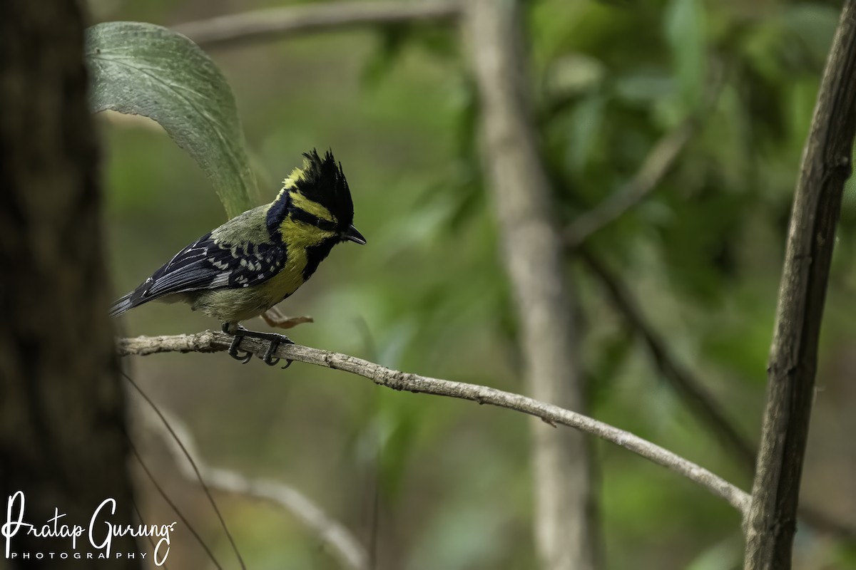 Himalayan Black-lored Tit - Pratap Gurung