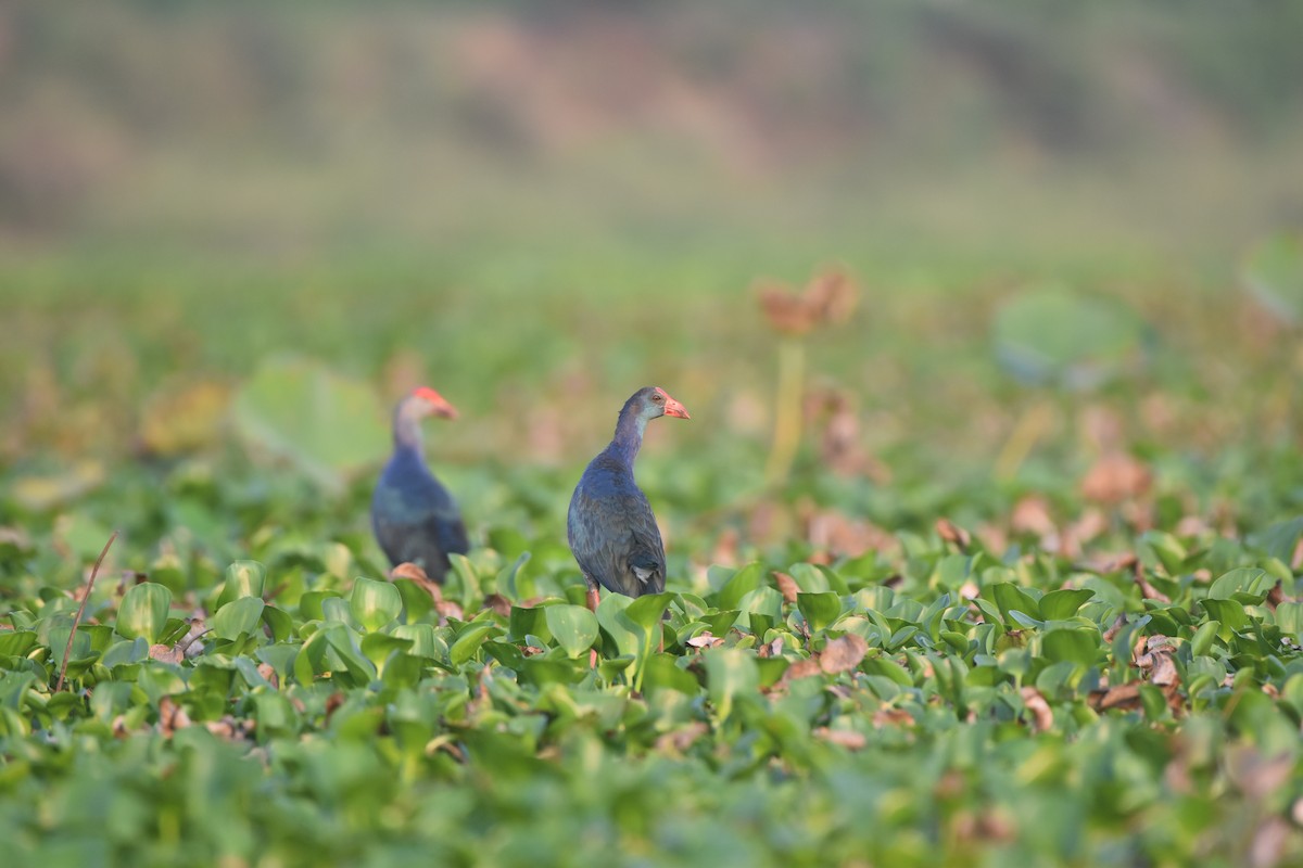 Gray-headed Swamphen - Gyanchandra Gyani