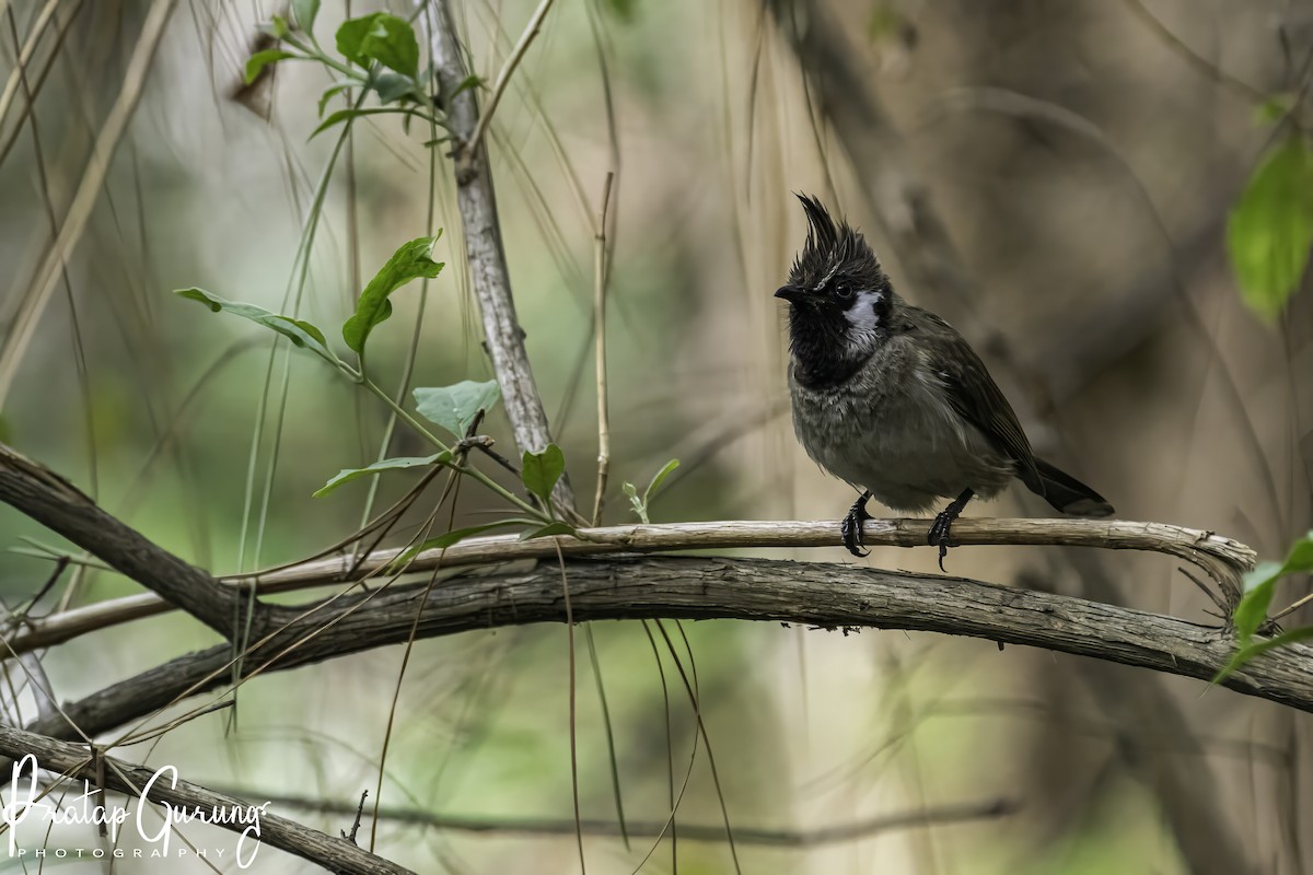 Himalayan Bulbul - Pratap Gurung