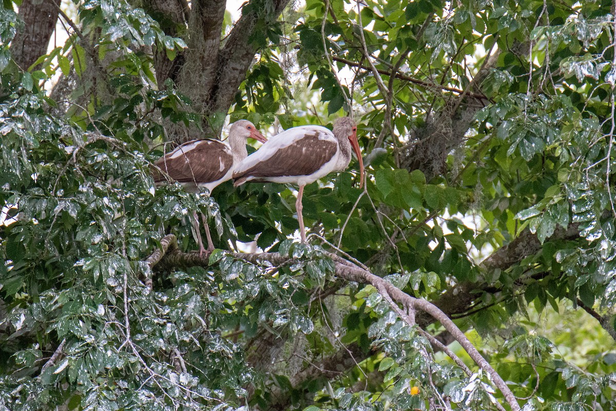 White Ibis - Mark Wilson