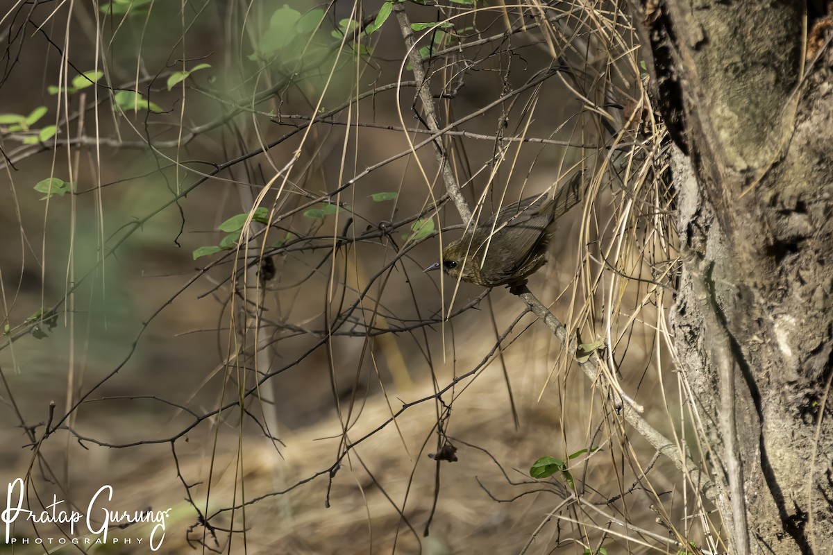 Black-chinned Babbler - Pratap Gurung