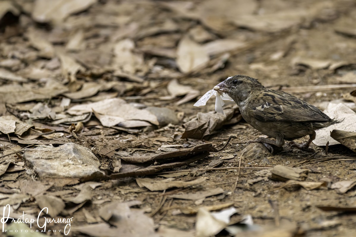 House Sparrow - Pratap Gurung