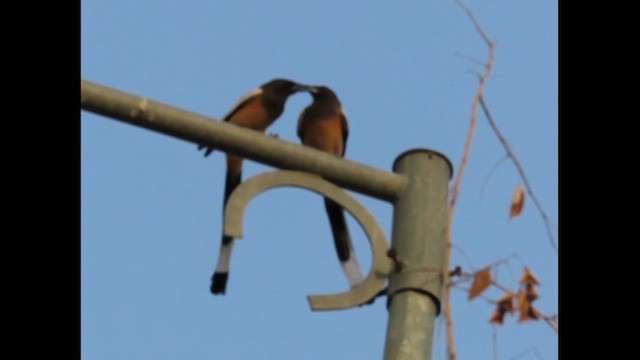 Rufous Treepie - ML618810398