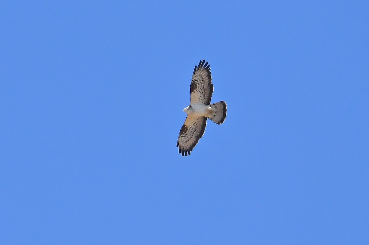 European Honey-buzzard - ML618810406