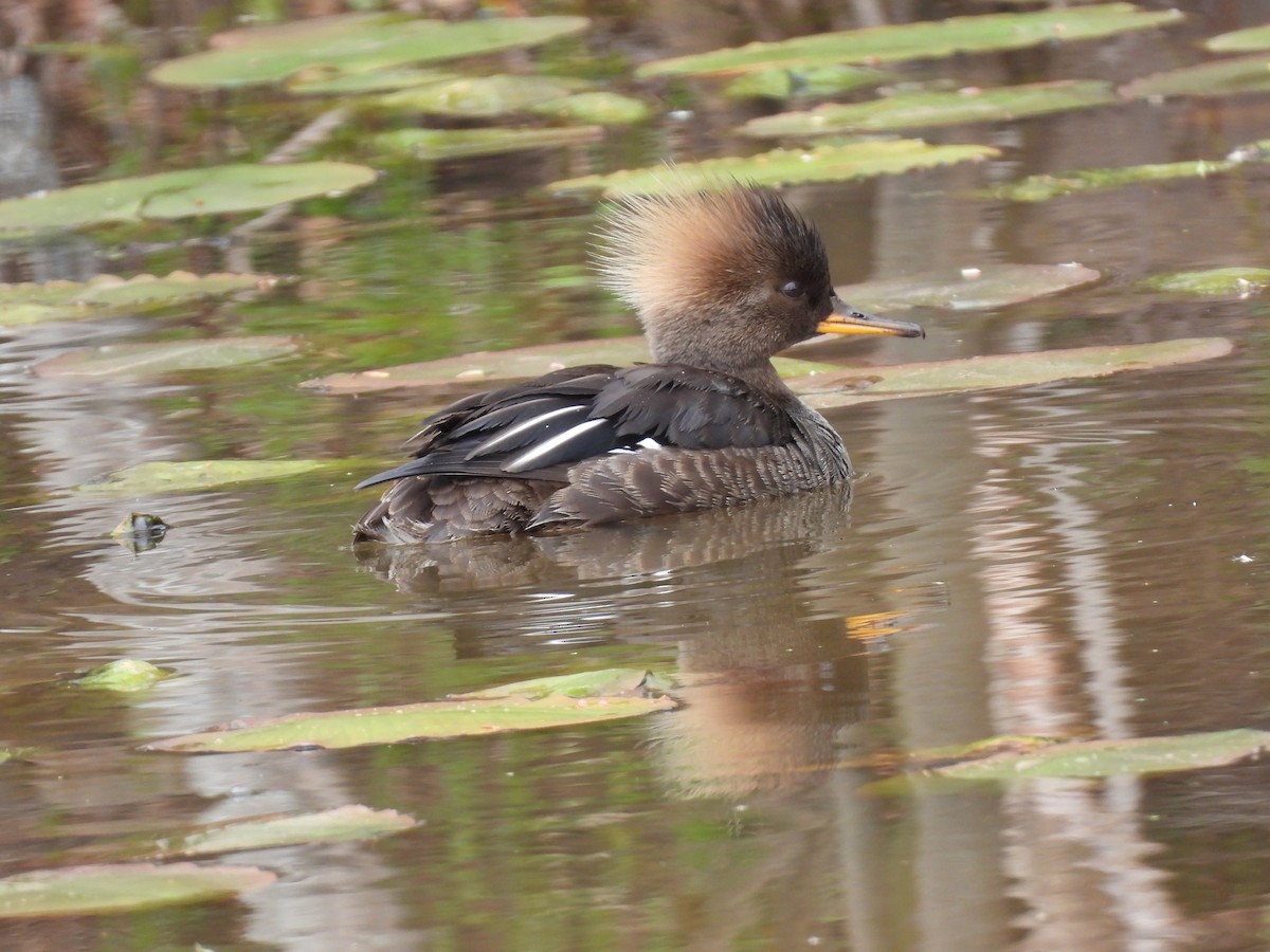 Hooded Merganser - ML618810408