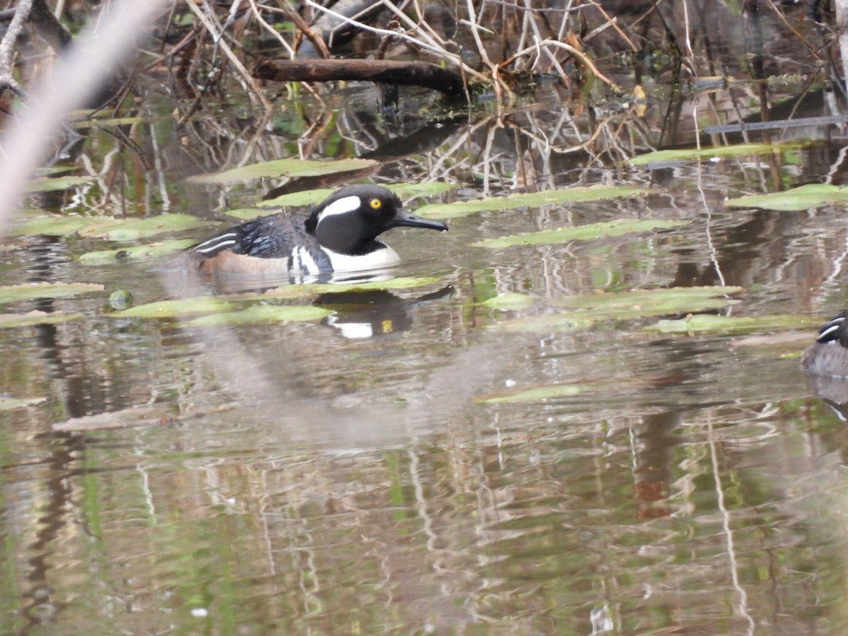 Hooded Merganser - ML618810409