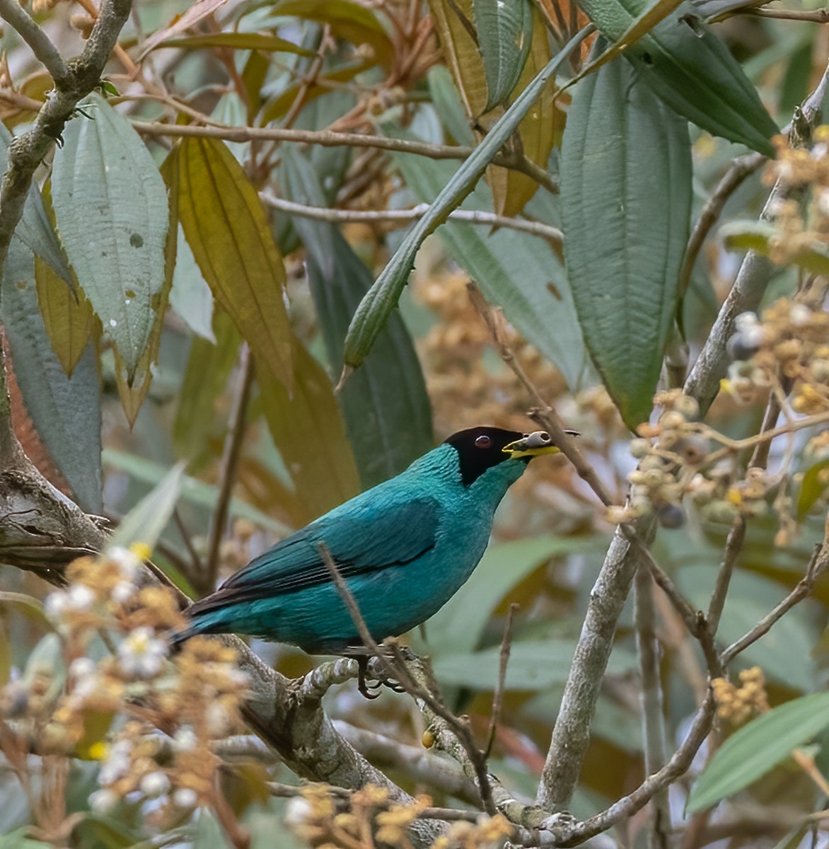 Green Honeycreeper - Tracy Kaminer