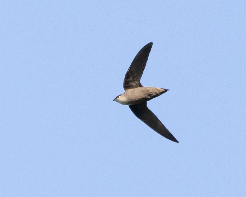 Chimney Swift - Jeff Lewis