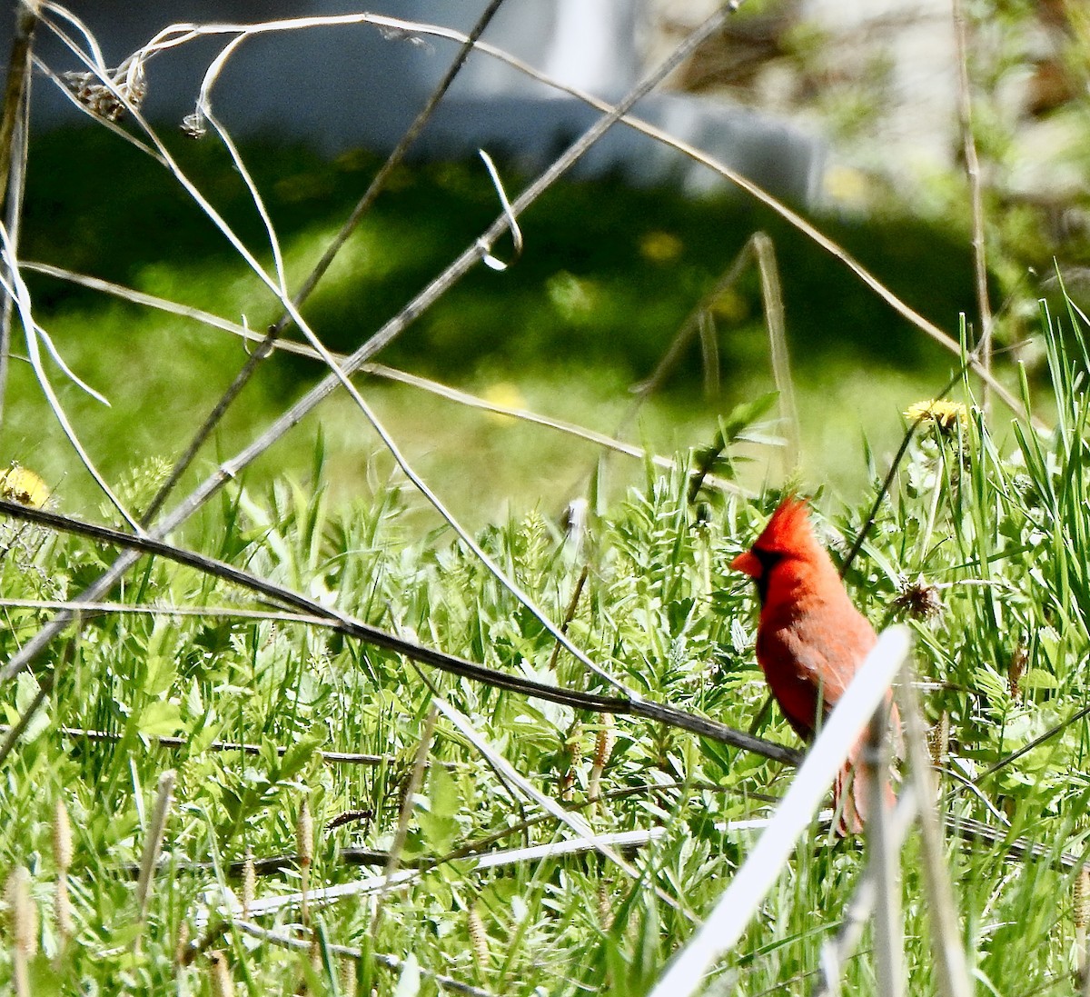 Northern Cardinal - Rejean Brouillard