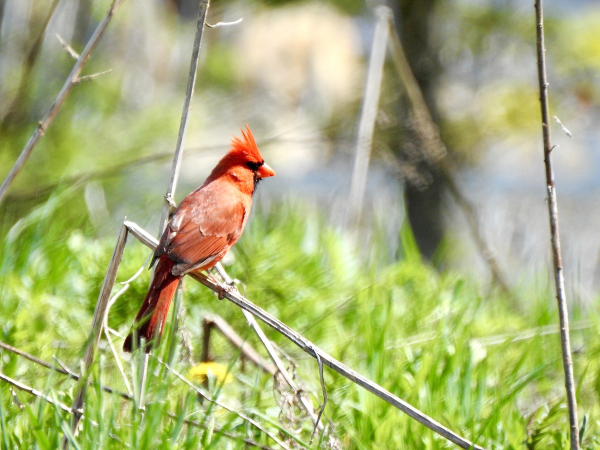 Northern Cardinal - ML618810415